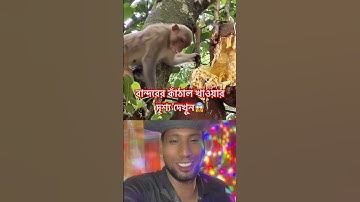 বান্দরের কাঁঠাল খাওয়ার দৃশ্য দেখুন #funny #comedy #comedyshorts