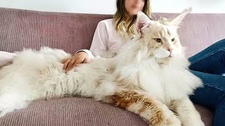 The BIGGEST CAT BREEDS In The World screenshot 2