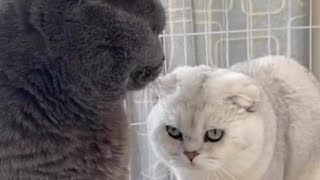 Angry cats - when cats get angry so funny by Sweet world🐾 19,380 views 1 year ago 3 minutes, 12 seconds