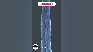 #inter #micro #shortvideo #zoom #zooming #interview #macro #microscope