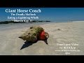 Horse conch the deadly mollusk  time lapse by bill klipp  wwwwldlifephotosme