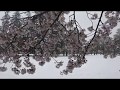 雪と桜と... 野川公園