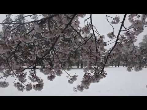 雪と桜と 野川公園 Youtube