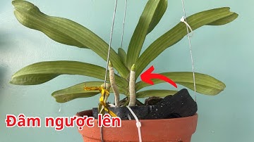 Tại sao rễ Lan Ngọc Điểm lại rảnh ngược mà không bám vào giá thể @Cuocsongthuc6789