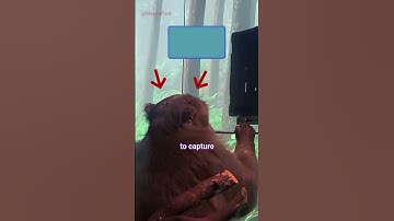 Neuralink Monkey Plays a Video Game (Explained)