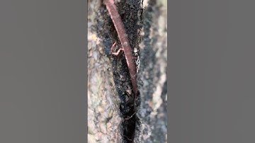 0386700914các loại hoa và cây cảnh của các nhà vườn mời mọi người chiêm ngưỡng