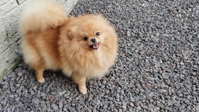 Cão Lulu da Pomerânia recusa nova dieta e vídeo engraçado é