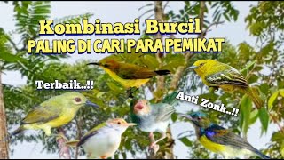 Suara Pikat Kombinasi Burcil Terbaik Paling Di Cari