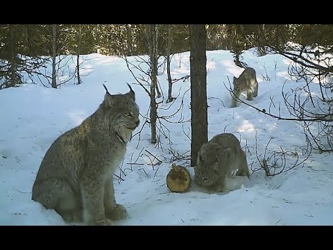 Рысь поймала зайца. Удачная съемка на фотоловушку (со звуком).