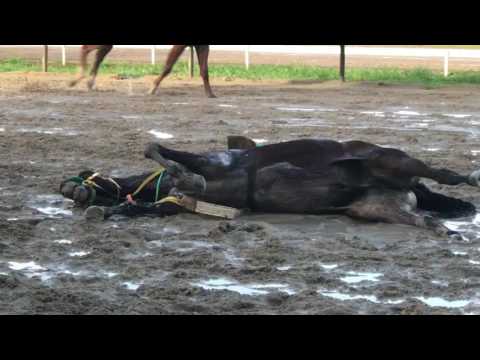 Video: ¿Los caballos mueren después de las carreras?