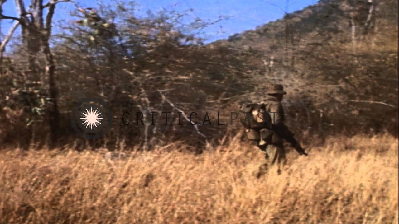 The 1st Australian task force walks through forest in South Vietnam. HD Stock Footage