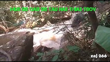 Mus dib qaib dib tau nab thiab tsov 3/2/2019