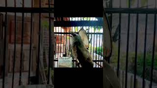 Trucukan Tarung Ngekektrucukan Ributtrucukanngekek trucukanribut trucukantarung shorts