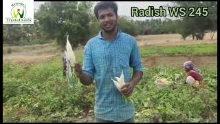 Hybrid Radish WS 245, Coimbatore Tamilnadu, August 2023,