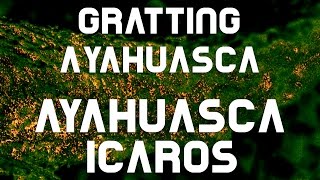 Ayahuasca-Icaros Gratting Ayahuasca