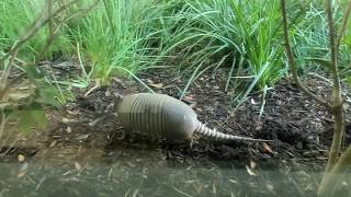 Armadillo looking for food