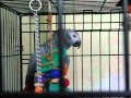 Best talking parrot in the world! Clover knows 350+ words (with subtitles)