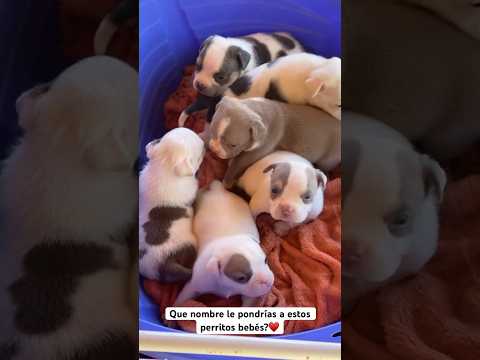 Perritos bebés #perritos