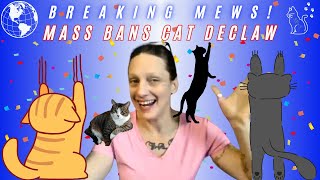 Cat DECLAW BANNED in MA! | Breaking Mews Clip | Life With 18 Cats