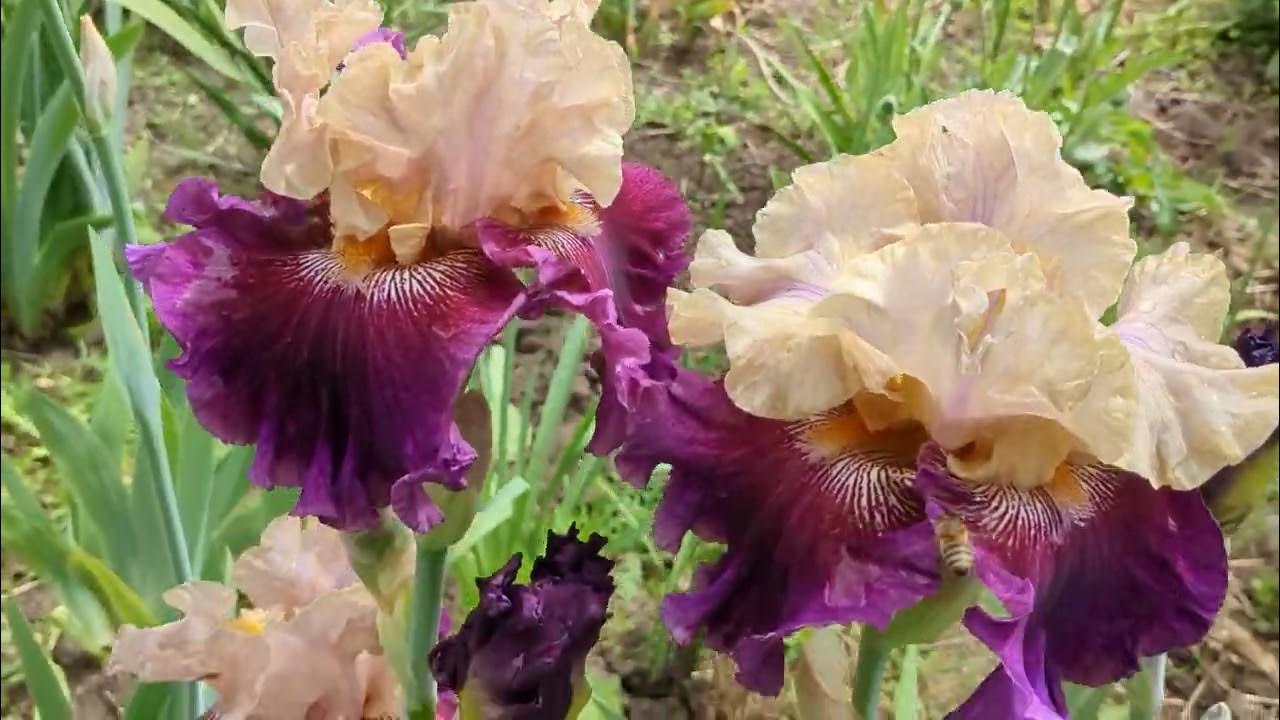 Ирис сортовой Royal Harlequin #ирис#ирисRoyalHarlequin#ириспродам - YouTube