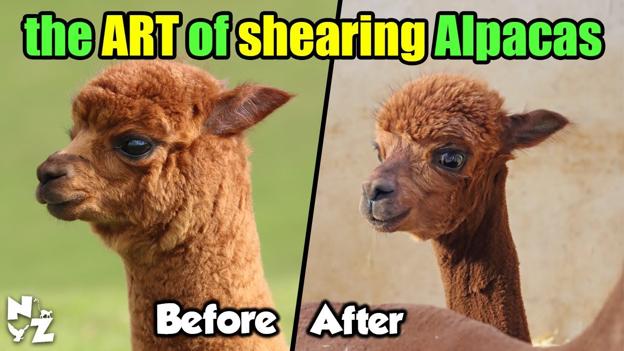 SURPRISED Alpaca Shearing Technique 🦙 - Alpaca Wool Processing in