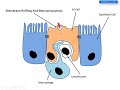 Salmonella Pathogenesis lecture