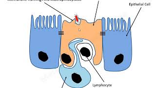 Salmonella Pathogenesis lecture