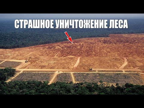 ЛЕСА АМАЗОНИИ ИСЧЕЗАЮТ! Рекордное уничтожение Амазонского леса в Бразилии, вырубка леса Амазонки