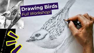 How to Draw Birds Full Lesson for Beginners