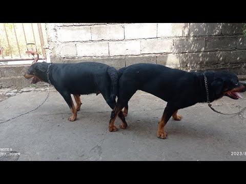 rottweiler dog mating process