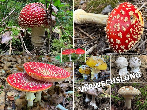 Video: Roter Pilz: Name, Foto und Beschreibung. Rothaarige Steinpilze