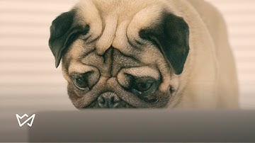 Pug creates a website / THE EASIEST WAY TO MAKE A WEBSITE