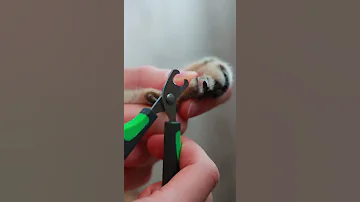 Учимся стричь кошке когти за 30 секунд