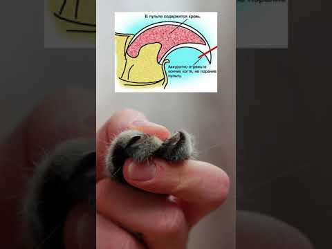 Видео: Советы эксперта по стрижке ногтей вашего котенка