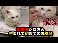 保護猫シロさん【初のお風呂】猫のお風呂風景