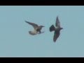 Peregrine falcons kill a pigeon