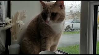 Simba Being Playful by We Love Cats 175 views 1 year ago 2 minutes, 41 seconds