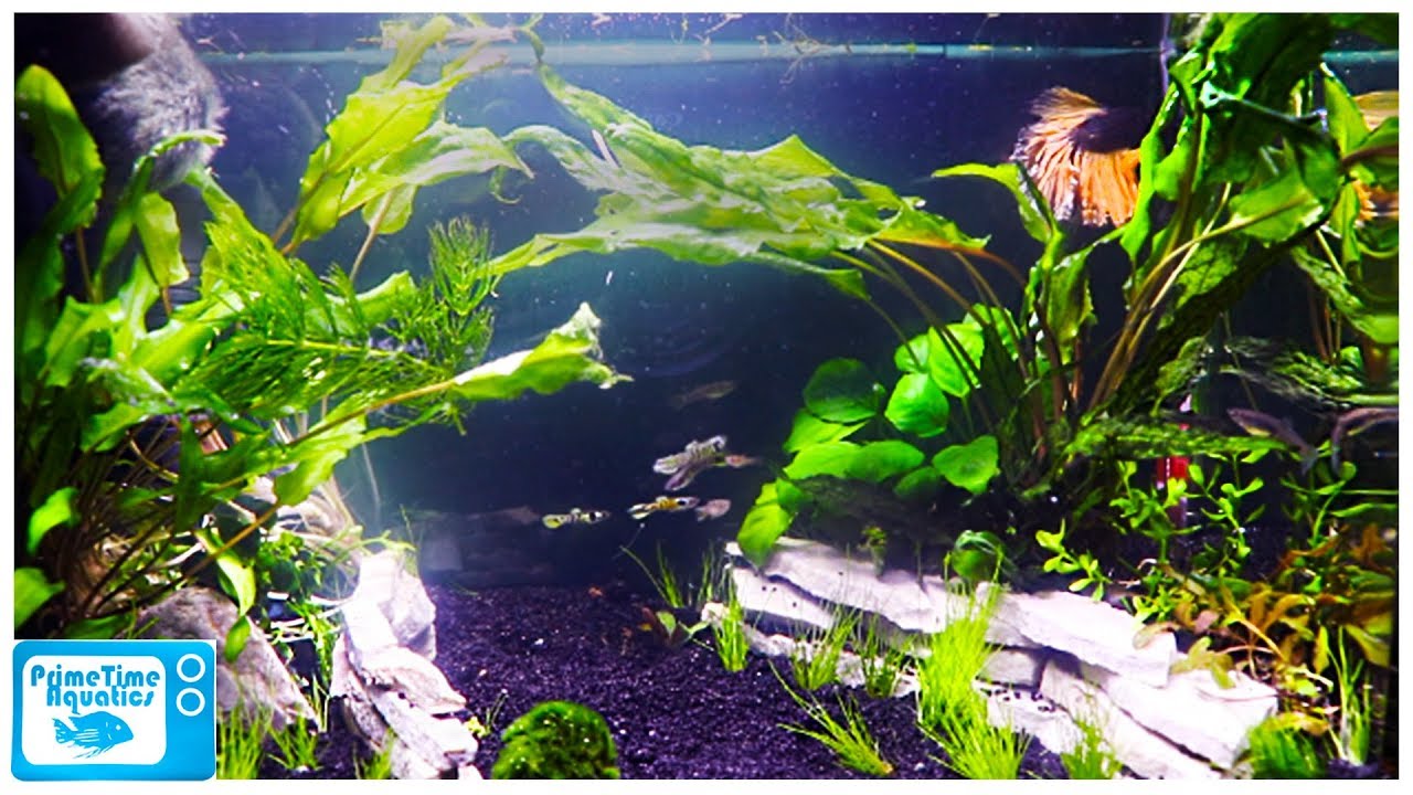 A Great Betta Home! Aquatop Pisces 5 Gallon Fish Tank Setup YouTube