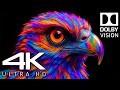 The Sharpest Reality 4K Video | 8K HDR 120DFPS Dolby Vision