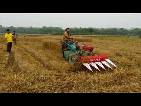 দেখুন-কেমন-করে-ধান-ঝাড়ে-মেসিনে-(see-how-thickets-rice-cutting-machine-4)