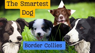 The World's Smartest Dog Breed | Number One | Border Collie