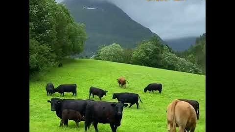 تلاوة مباركة من سورة ألأعلى. ألشيخ رعد محمد ألكردي 🌹