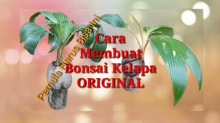 Cara Membuat Bonsai Kelapa Original Dari awal Cara Membuat Bonsai Kelapa Original Dari awal
