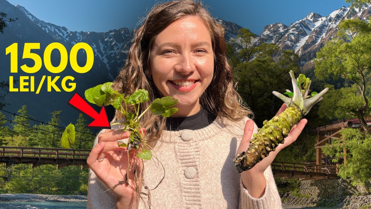 De Ce 95% Din Wasabi Este FALS? Vizită La Sursa Originală