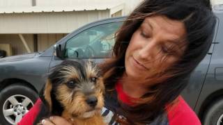 Forever Home 4 Dogs Fundraiser hosted by Joe Hudson s Collision Center