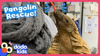 Scaly Baby Pangolin LOVES Piggyback Rides! | Dodo Kids | Rescued!