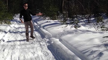 Mold fossils vs trace fossils