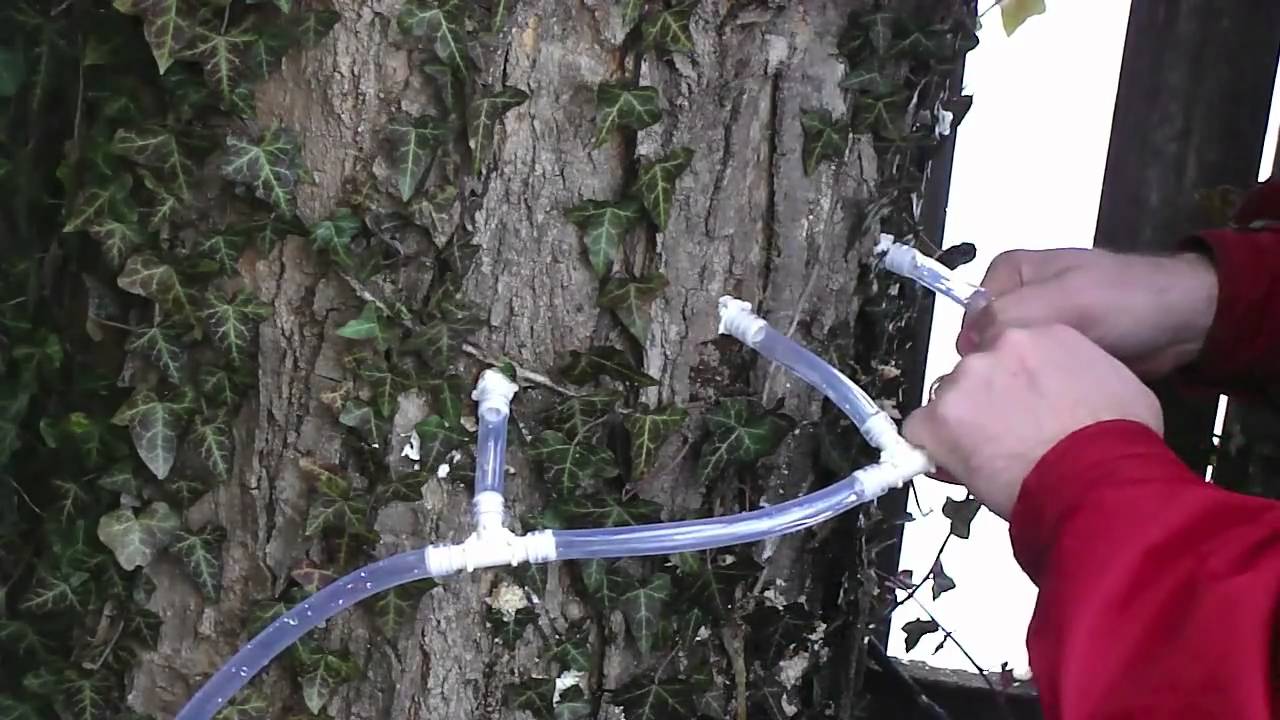 Tap Your Maple Tree In 15 Mins 15 Make Maple Syrup YouTube