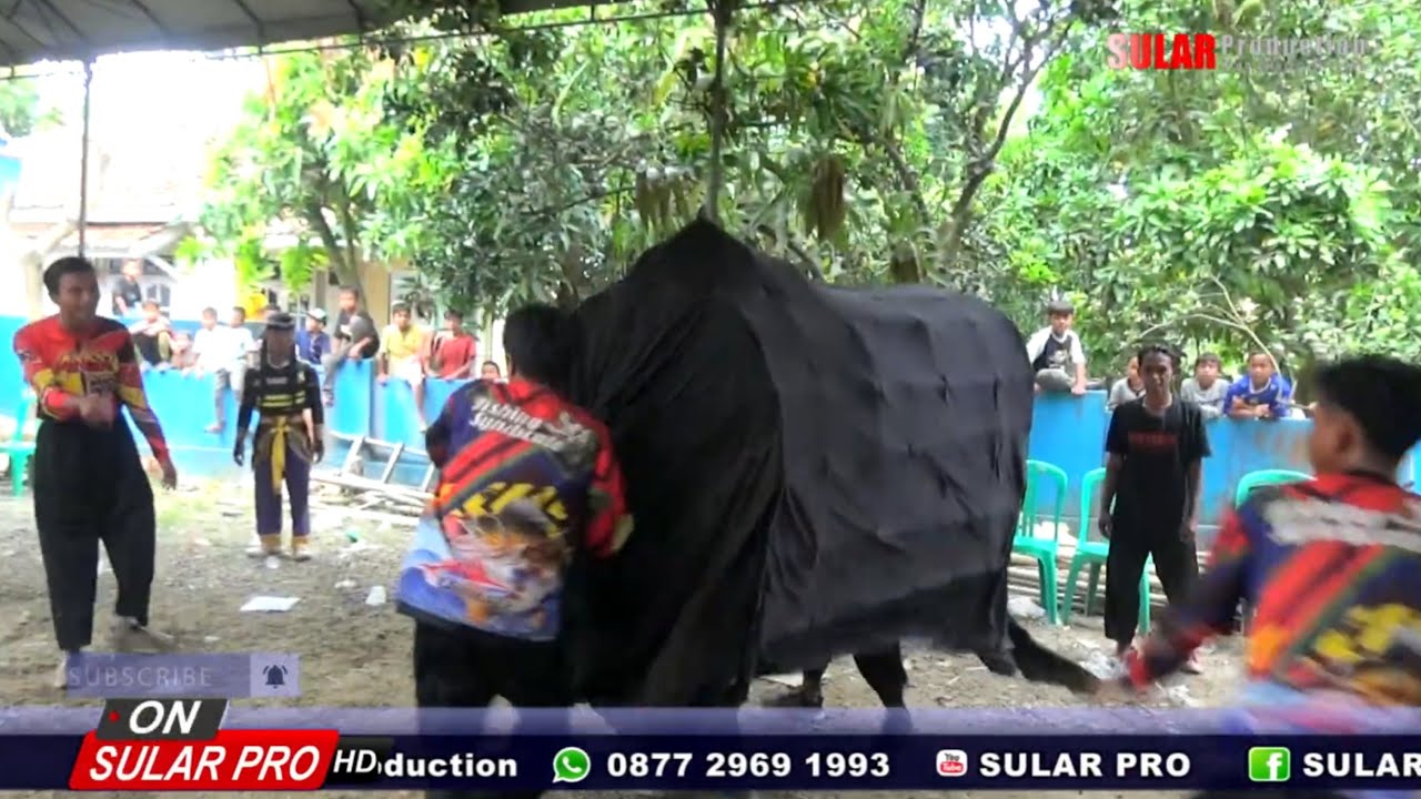 ATRAKSI KEBO NGAMUK -  NOVA SONJAYA NEXT 28 SHOW Desa Pangkalanpari Blok Winong 15 Oktober 2024
