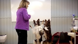 Finding Dog Training Solutions by Breaking the Rules